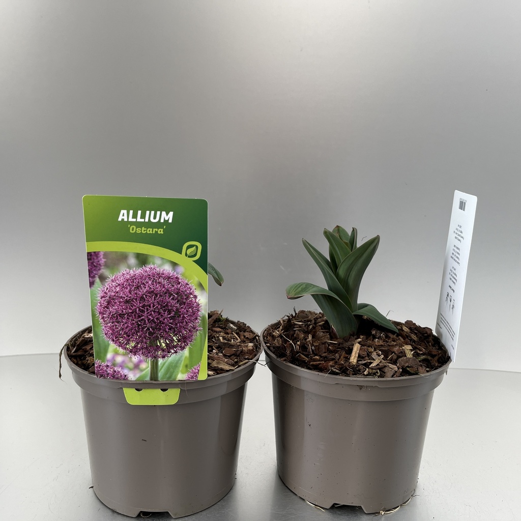 [ALLOSTAR-C2] Allium 'Ostara'