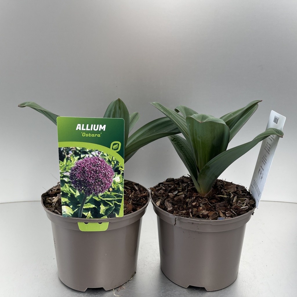 [ALLOSTAR-C2] Allium 'Ostara'