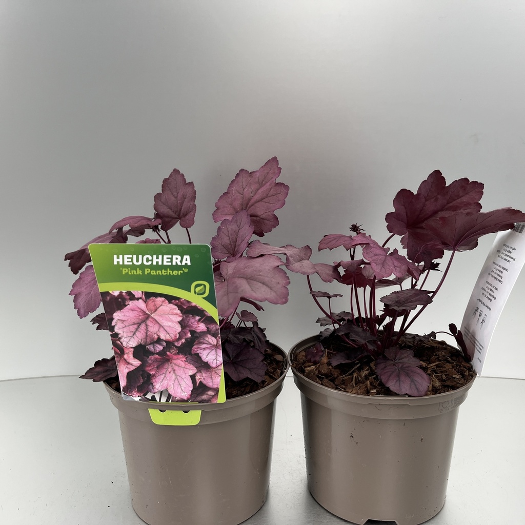 [HEUPPANT-C2] Heuchera 'Pink Panter'®