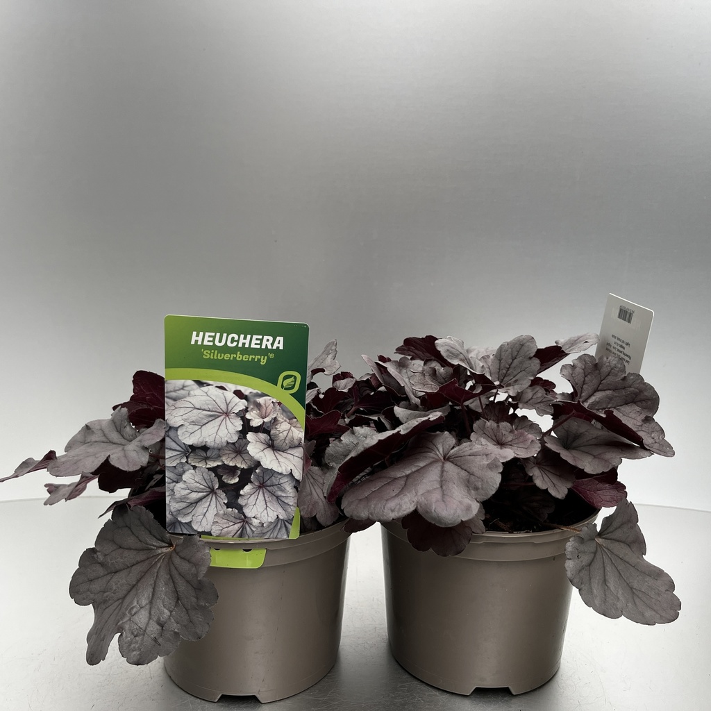 [HEUSILVE-C2] Heuchera 'Silverberry'®