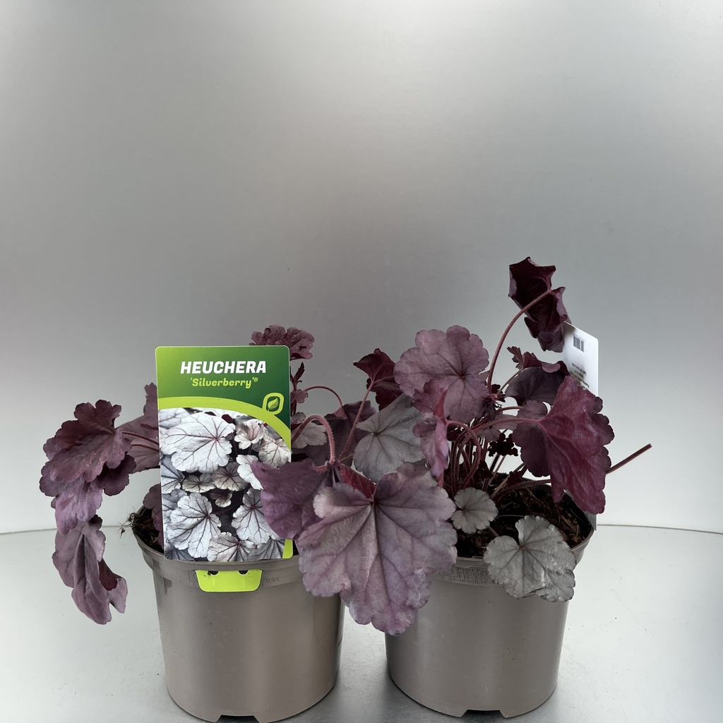 [HEUSILVE-C2] Heuchera 'Silverberry'®