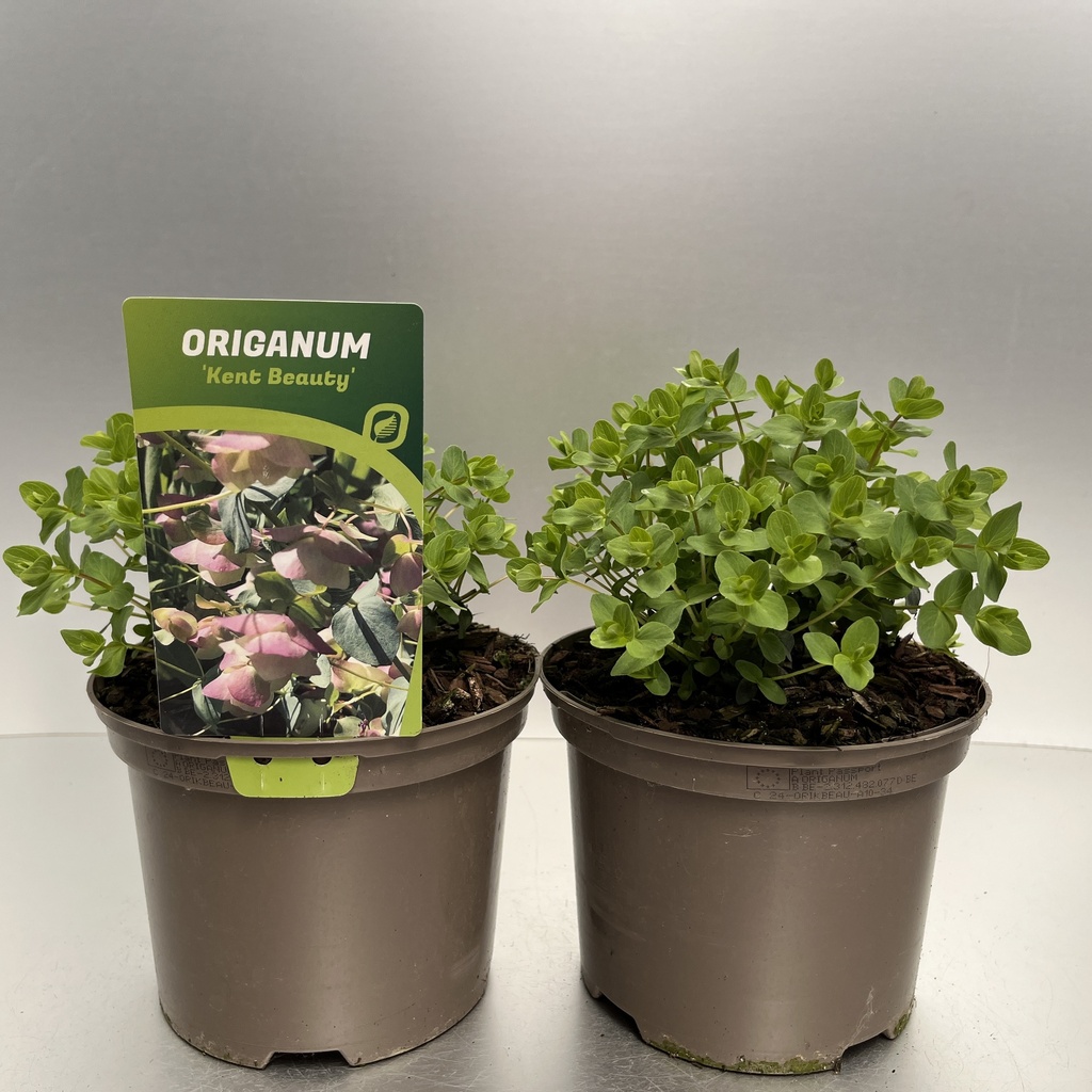 [ORIKBEAU-C2] Origanum 'Kent Beauty'