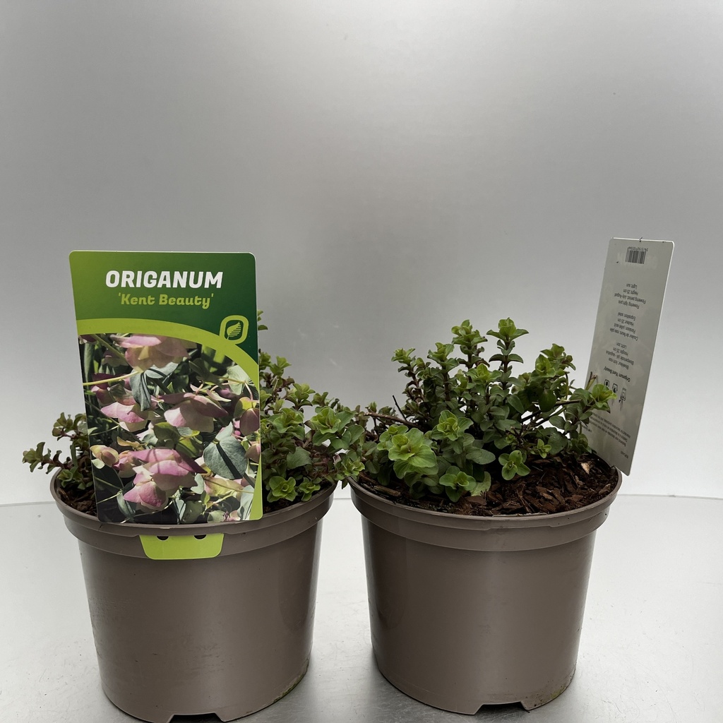 [ORIKBEAU-C2] Origanum 'Kent Beauty'