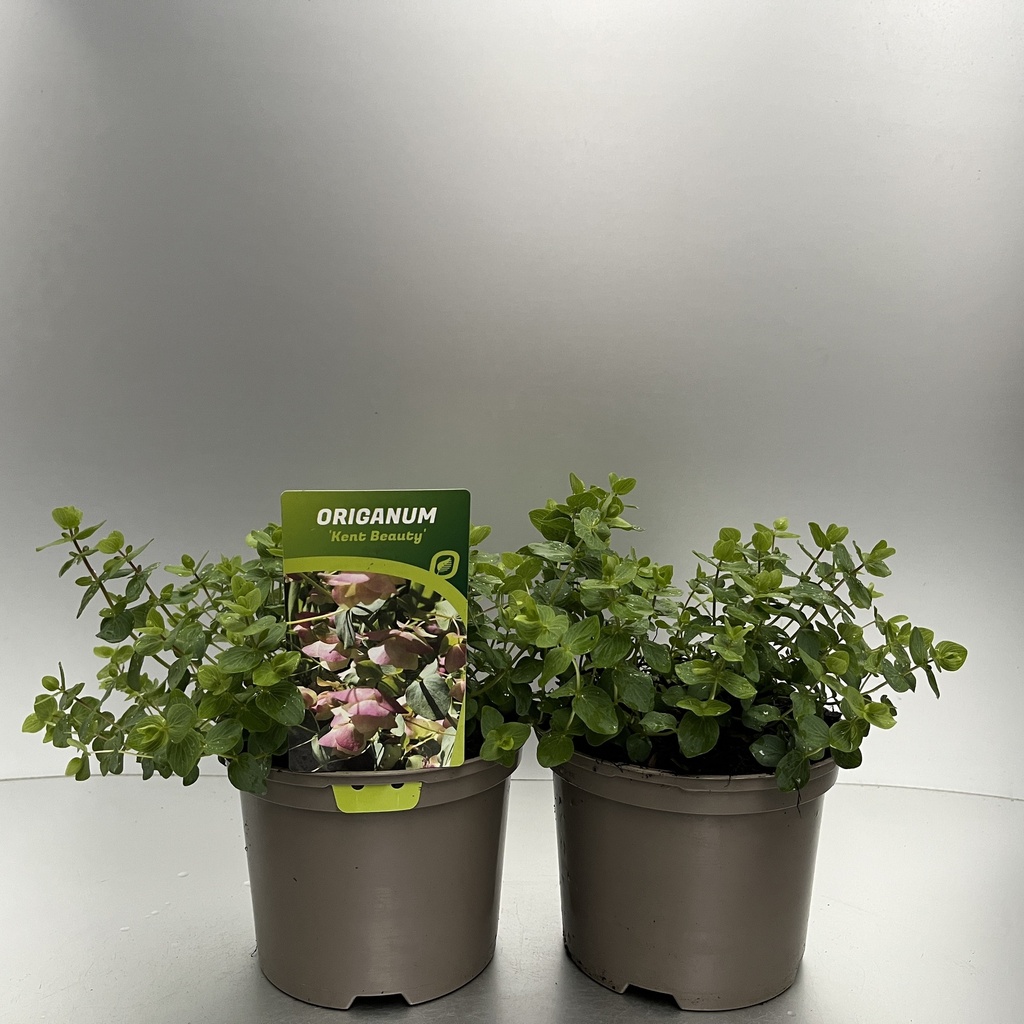 [ORIKBEAU-C2] Origanum 'Kent Beauty'