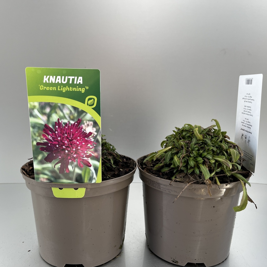 [KNAGLIGH-C2] Knautia 'Green Lightning'®