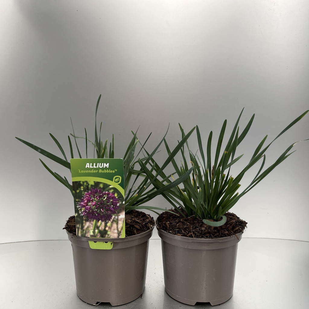 [ALLLBUBB-C2] Allium 'Lavender Bubbles'®