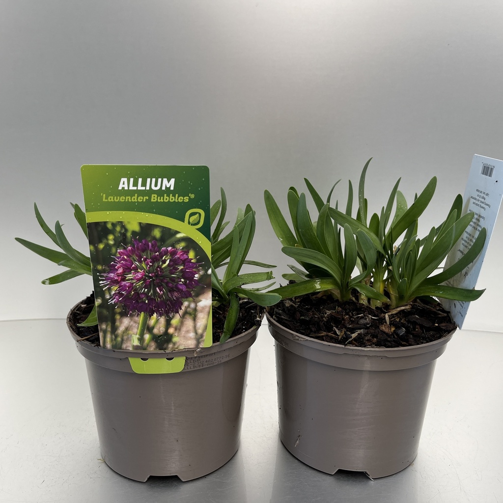 [ALLLBUBB-C2] Allium 'Lavender Bubbles'®