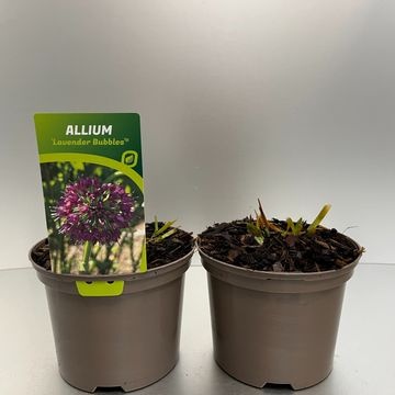 [ALLLBUBB-C2] Allium 'Lavender Bubbles'®