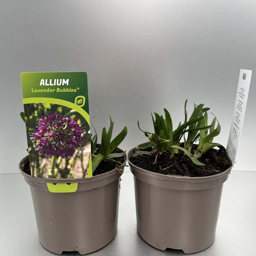 [ALLLBUBB-C2] Allium 'Lavender Bubbles'®