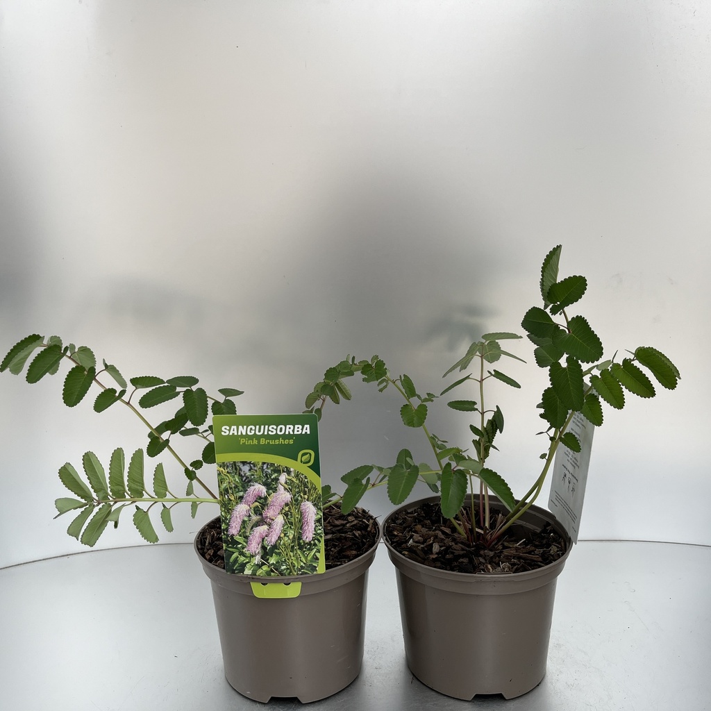 [SANPBRUS-C2] Sanguisorba 'Pink Brushes'