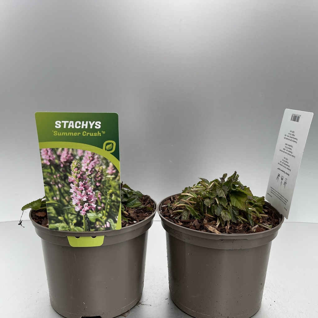 [STASCRUS-C2] Stachys 'Summer Crush'®