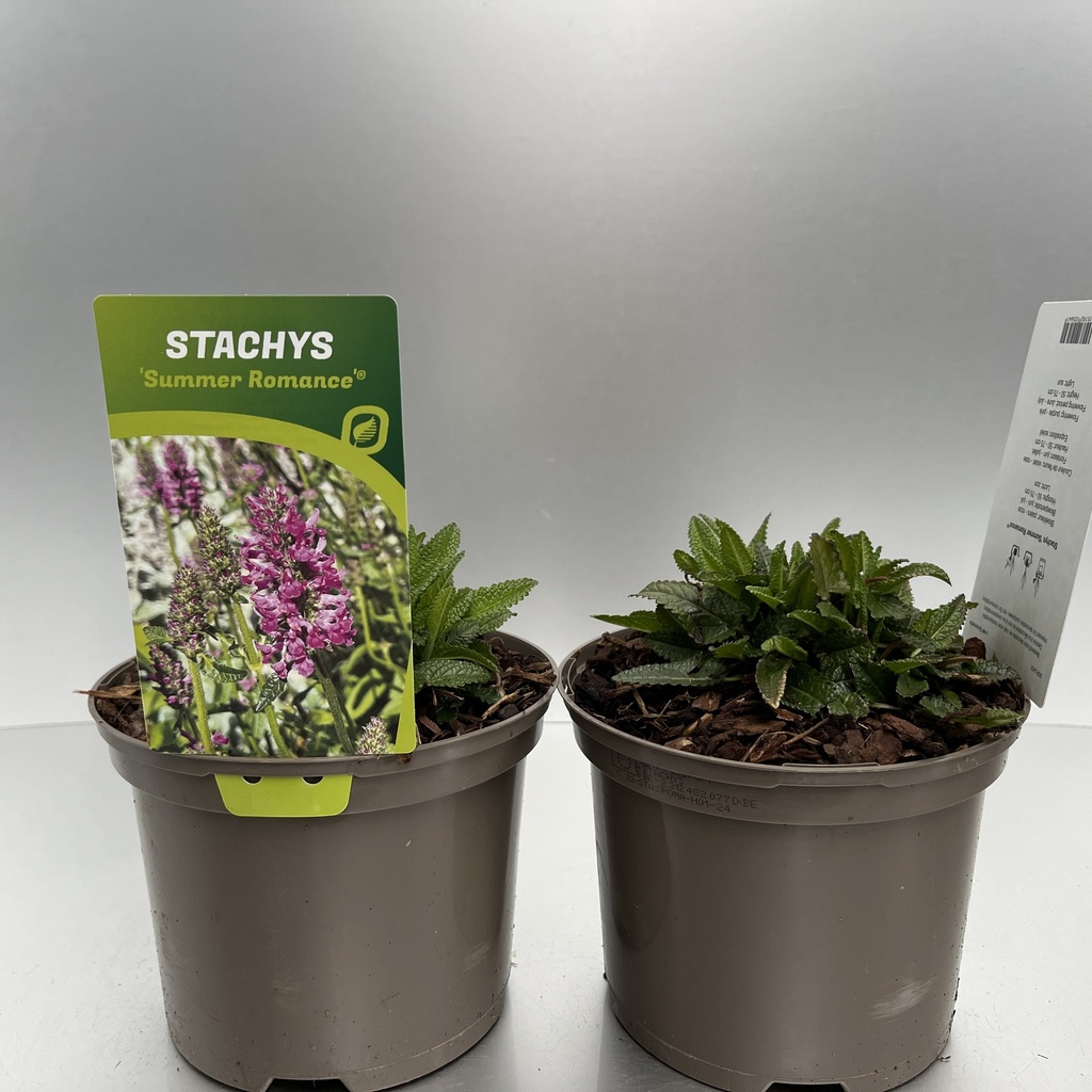 [STASROMA-C2] Stachys 'Summer Romance'®