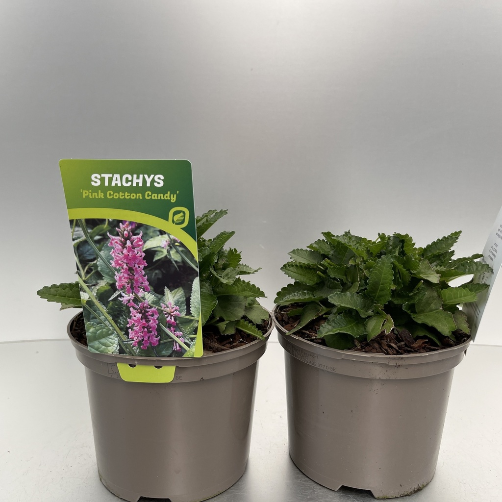 [STAPCCAN-C2] Stachys 'Pink Cotton Candy'