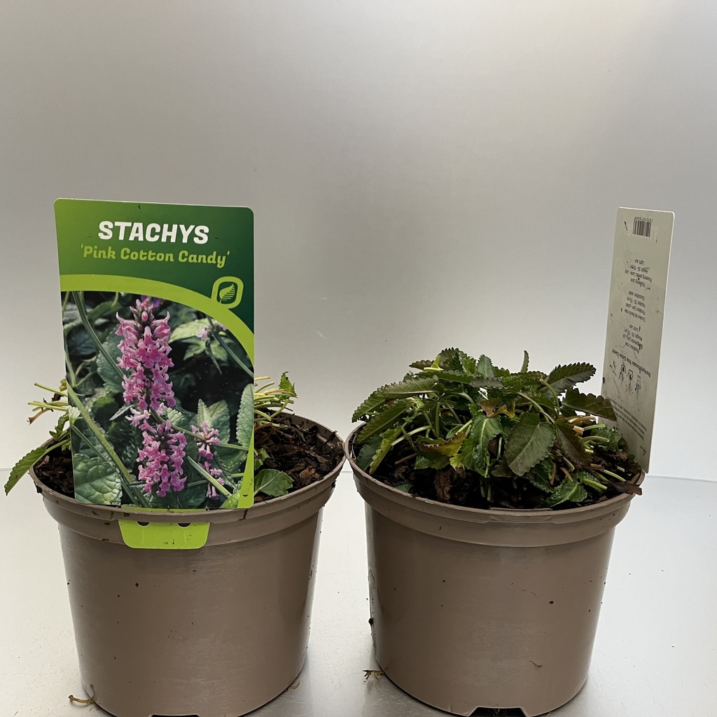 [STAPCCAN-C2] Stachys 'Pink Cotton Candy'