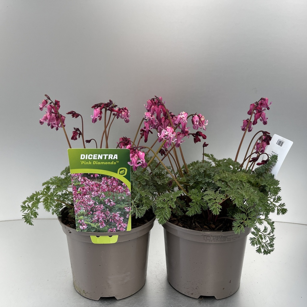 [DICPDIAM-C2] Dicentra 'Pink Diamonds'®