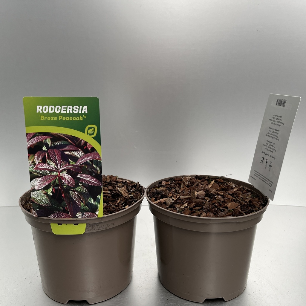 [RODBPEAC-C2] Rodgersia 'Bronze Peacock'®