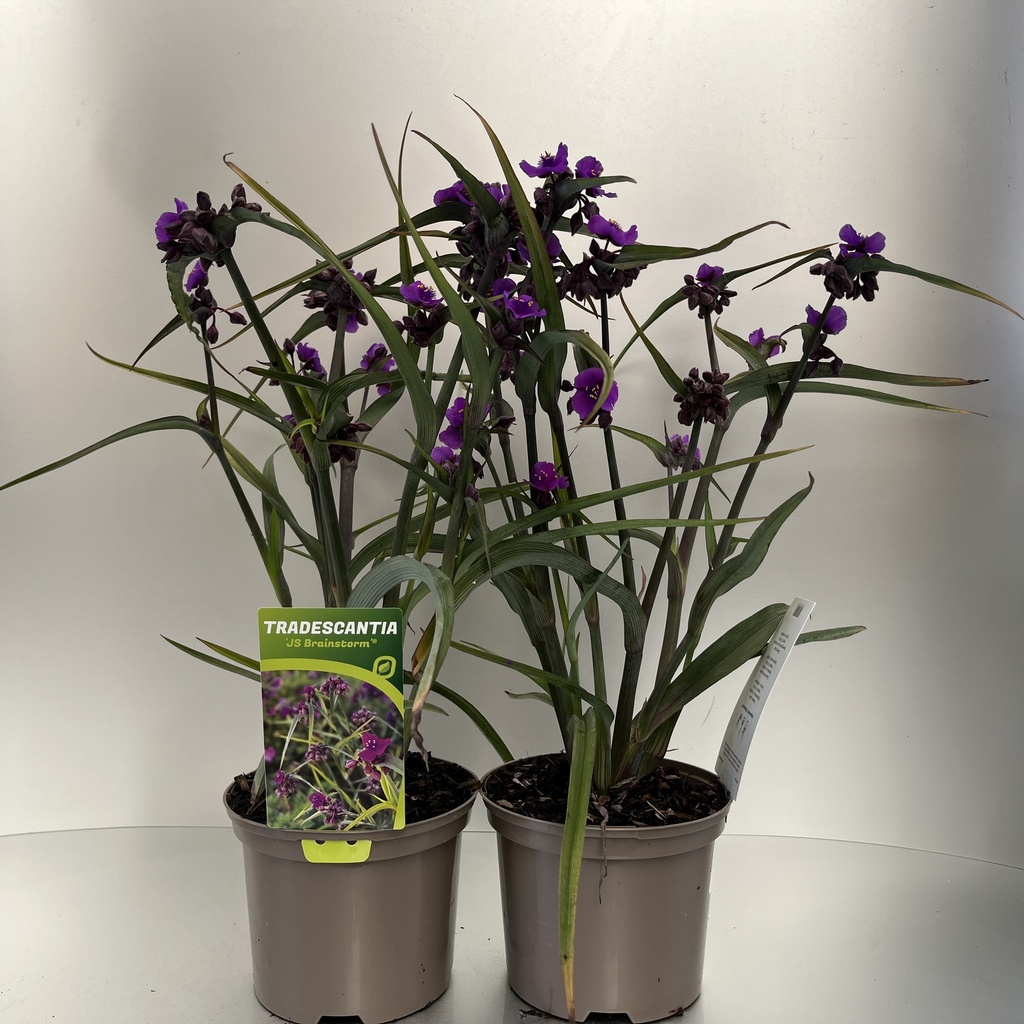 [TRAJBRIA-C2] Tradescantia 'JS Brainstorm'®