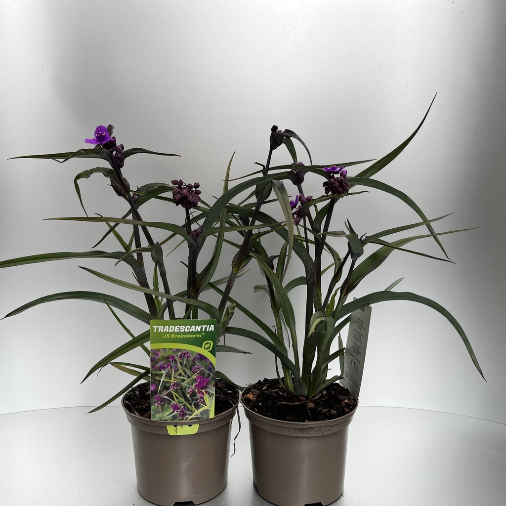 [TRAJBRIA-C2] Tradescantia 'JS Brainstorm'®