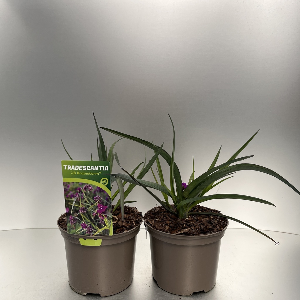 [TRAJBRIA-C2] Tradescantia 'JS Brainstrom'®