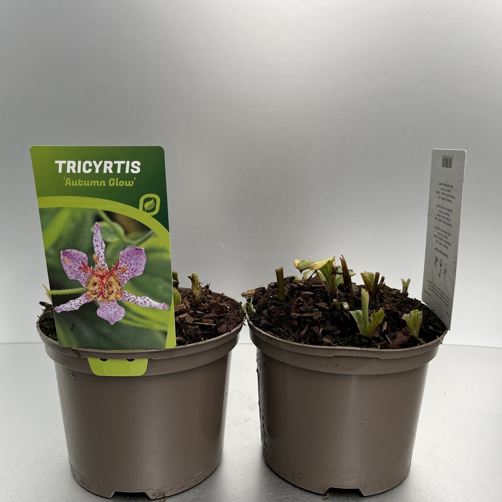 [TRIAGLOW-C2] Tricyrtis 'Autumn Glow'