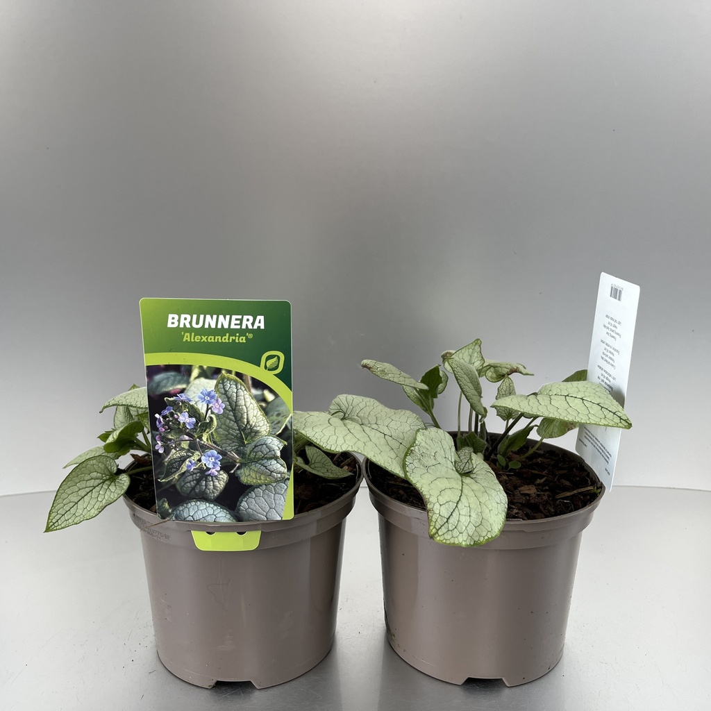 [BRUALEXA-C2] Brunnera macr. 'Alexandria'®