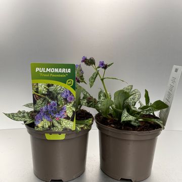 [PULTFOUN-C2] Pulmonaria 'Trevi Fountain'®