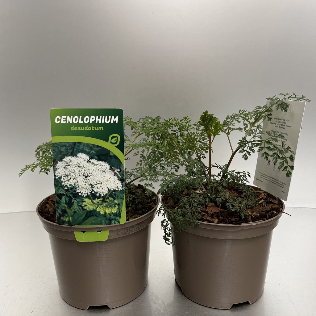 [CENDENUD-C2] Cenolophium denudatum