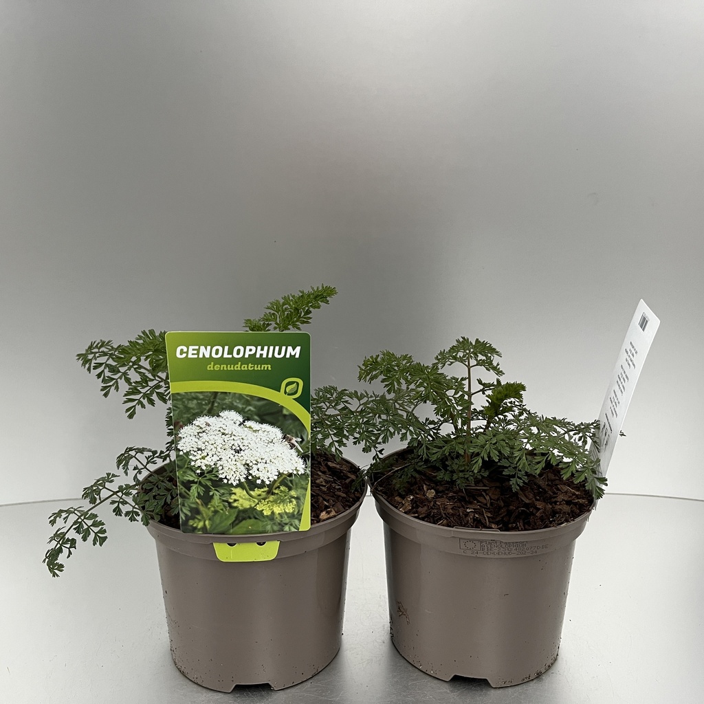 [CENDENUD-C2] Cenolophium denudatum