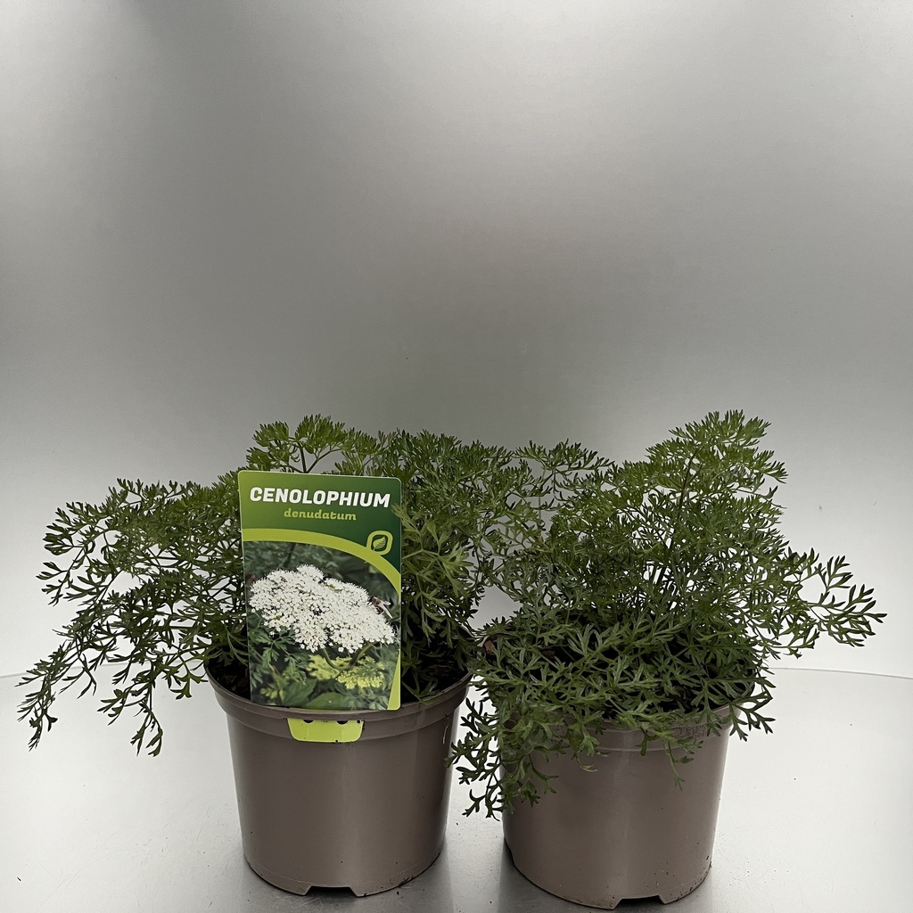 [CENDENUD-C2] Cenolophium denudatum