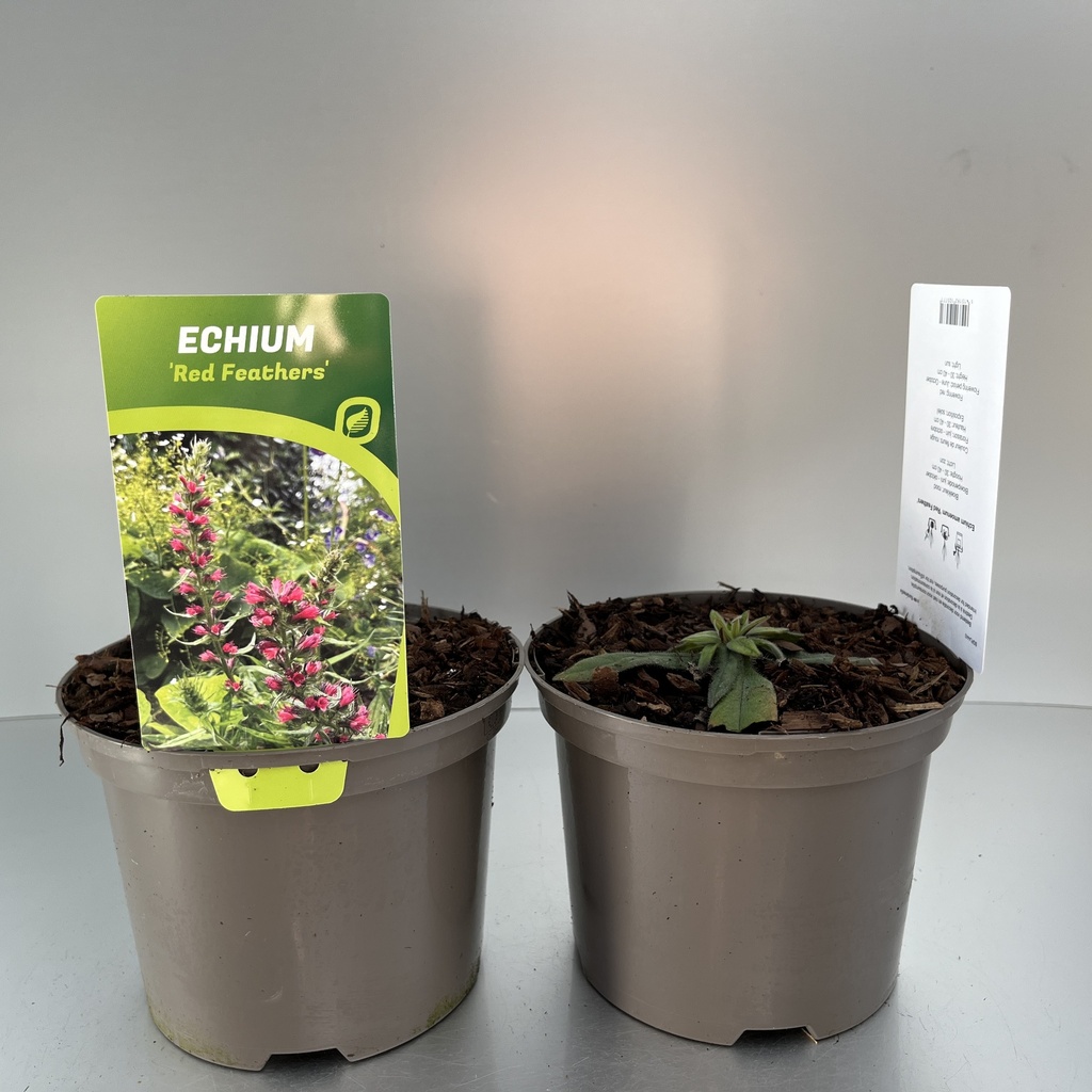 [ECHRFEAT-C2] Echium 'Red Feathers'