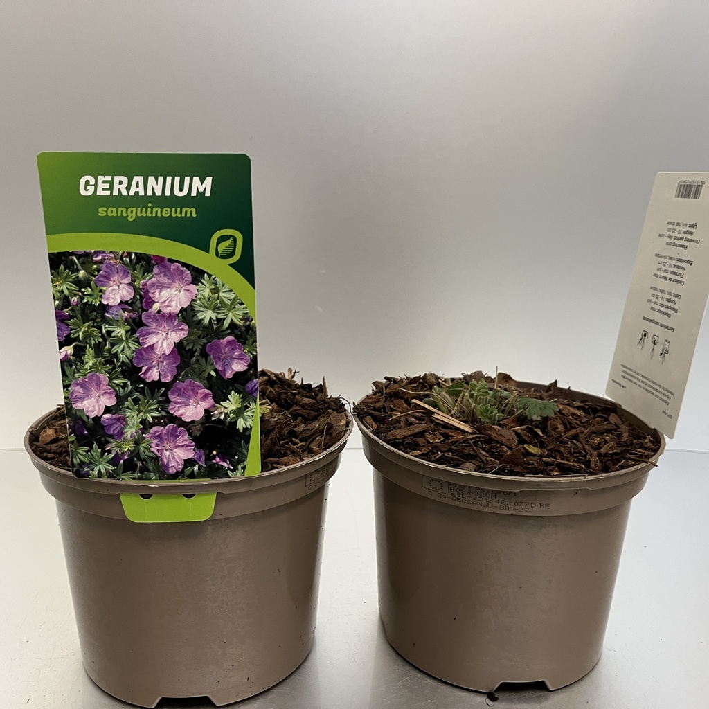 [GERSANGU-C2] Geranium sanguineum