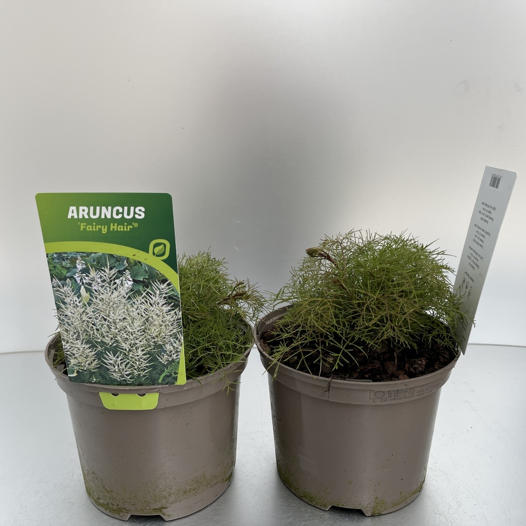 [ARUFHAIR-C2] Aruncus 'Fairy Hair'®