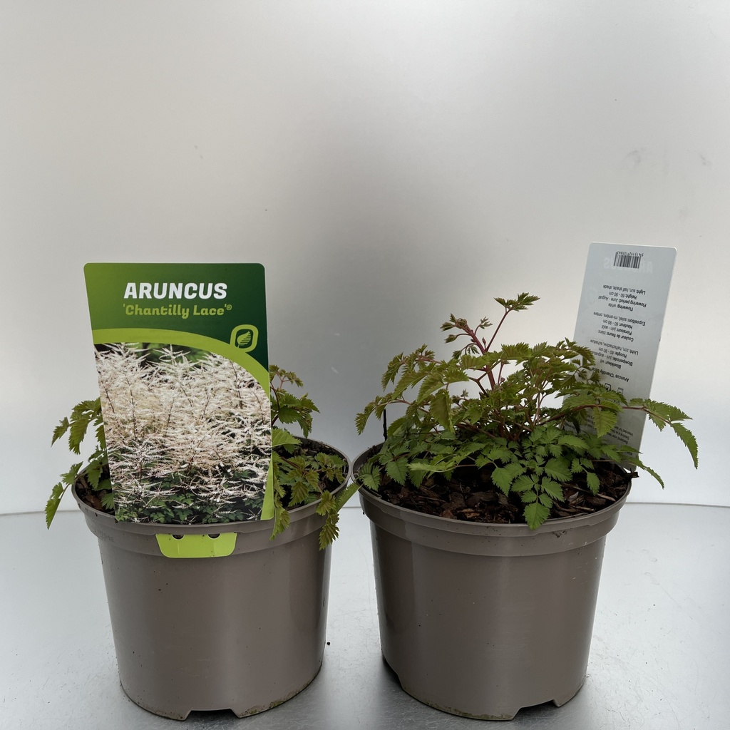 [ARUCLACE-C2] Aruncus 'Chantilly Lace'®