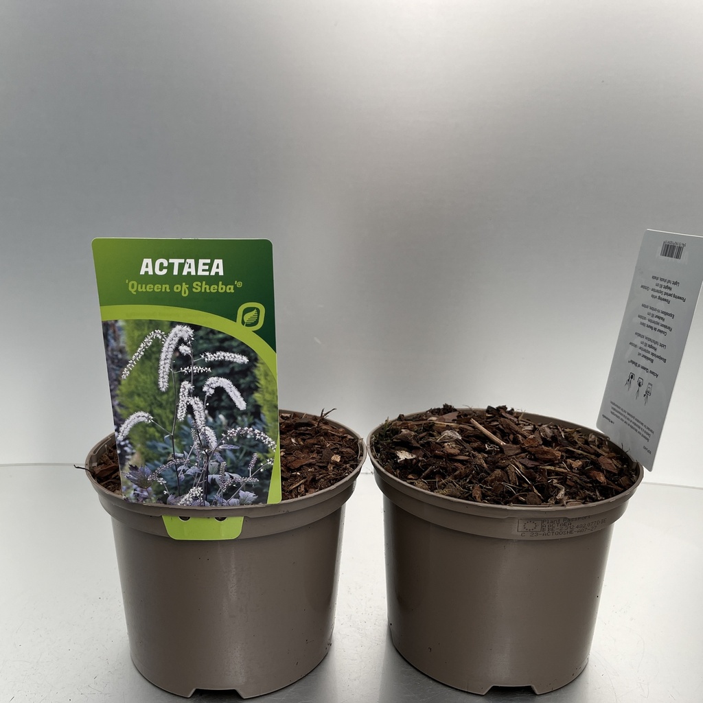 [ACTQOSHE-C2] Actaea 'Queen of Sheba'®