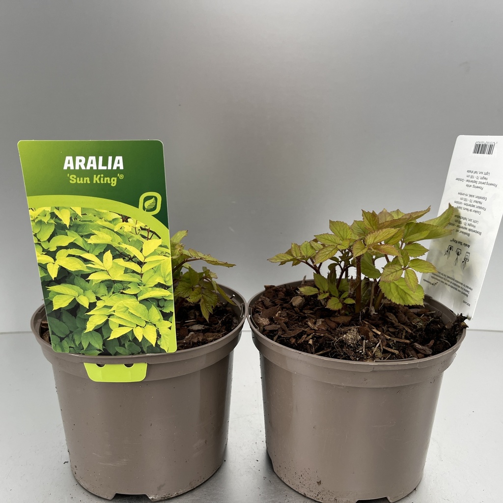 [ARASKING-C2] Aralia 'Sun King'®