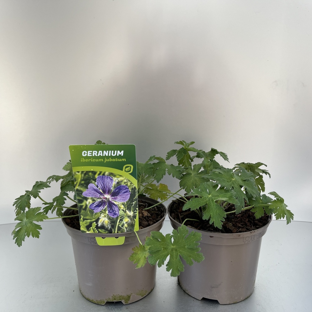 [GERJUBAT-C2] Geranium iber. jubatum