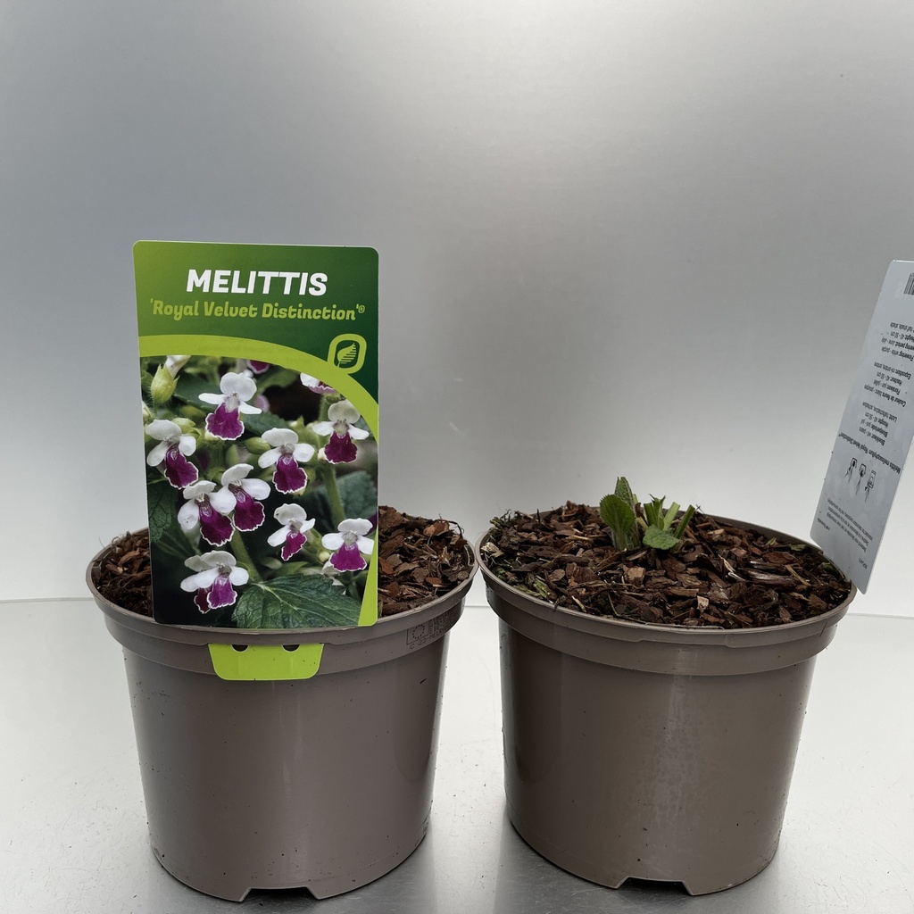 [MELRVDIS-C2] Melittis melis. 'Royal Velvet Distinction'®