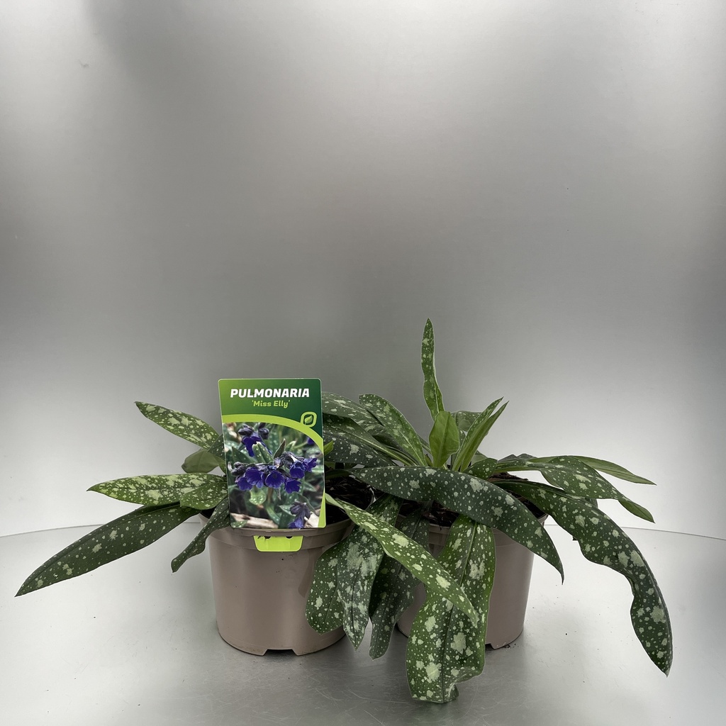 [PULMELLY-C2] Pulmonaria 'Miss Elly'