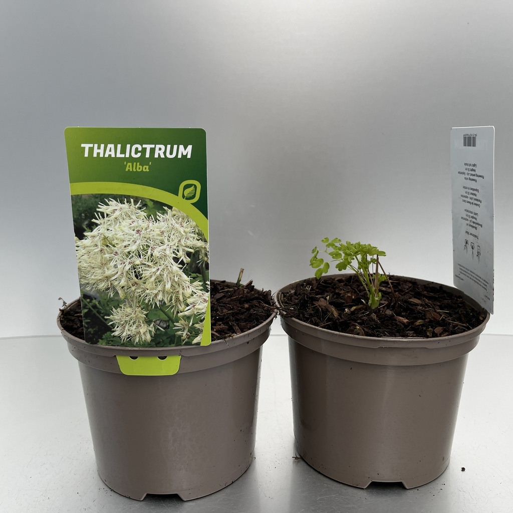 [THAALBA-C2] Thalictrum 'Alba'