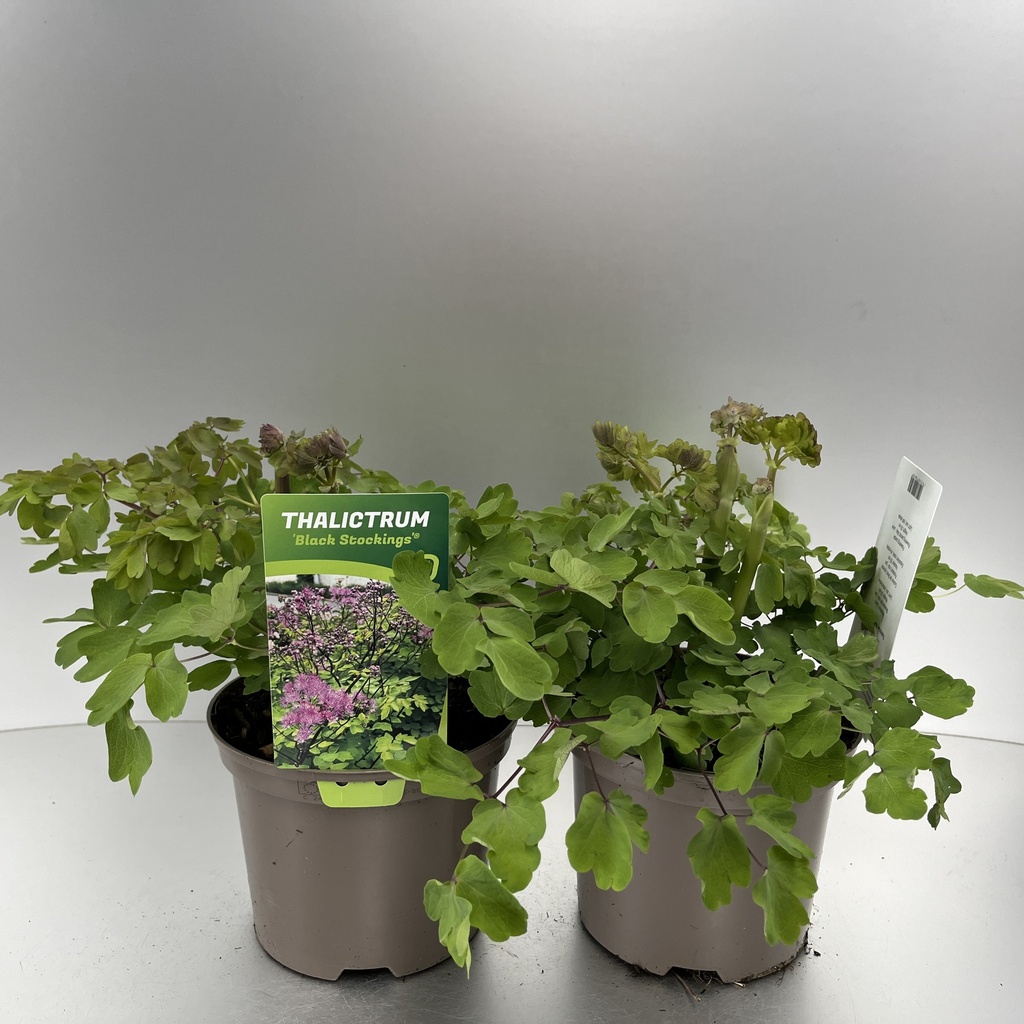 [THABSTOC-C2] Thalictrum 'Black Stockings'®