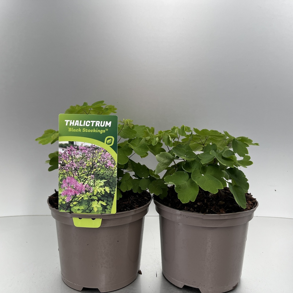 [THABSTOC-C2] Thalictrum 'Black Stockings'®