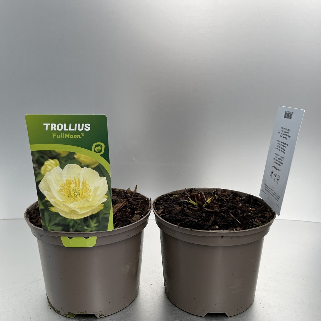 [TROFULLM-C2] Trollius 'Fullmoon'®