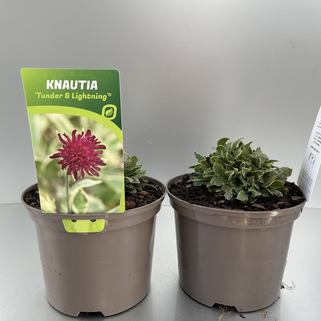 [KNATLIGH-C2] Knautia 'Tunder & Lightning'®