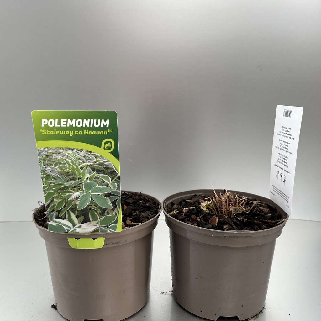 [POLSTHEA-C2] Polemonium 'Stairway to Heaven' ®