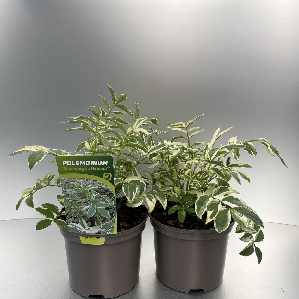 [POLSTHEA-C2] Polemonium 'Stairway to Heaven' ®