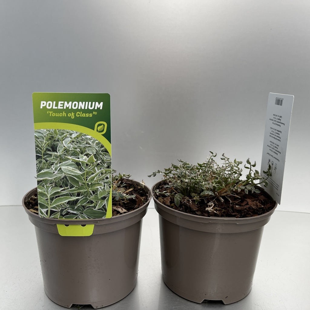 [POLTOCLA-C2] Polemonium 'Touch of Class' ®