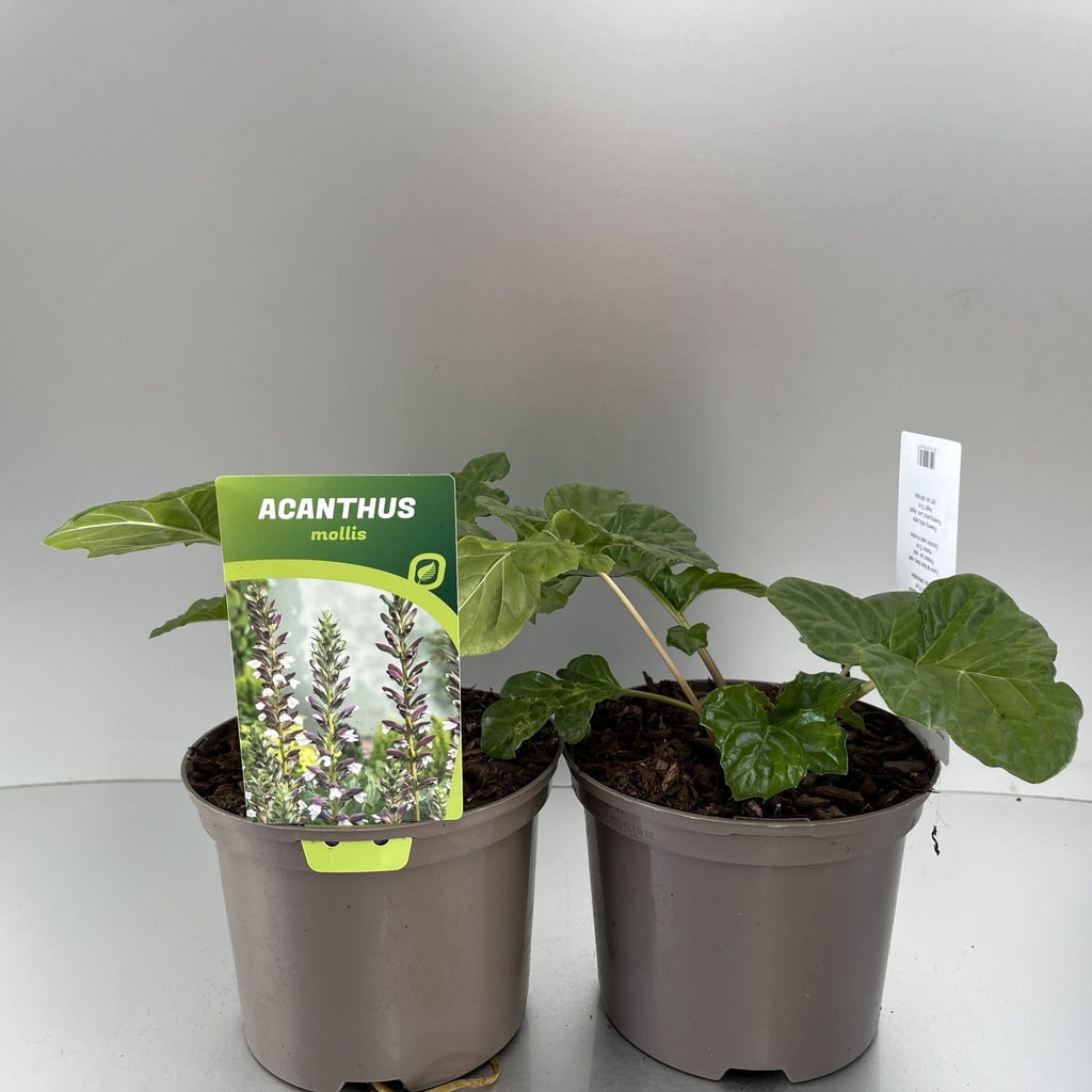 [ACAMOLLI-C2] Acanthus 'Whitewater'®