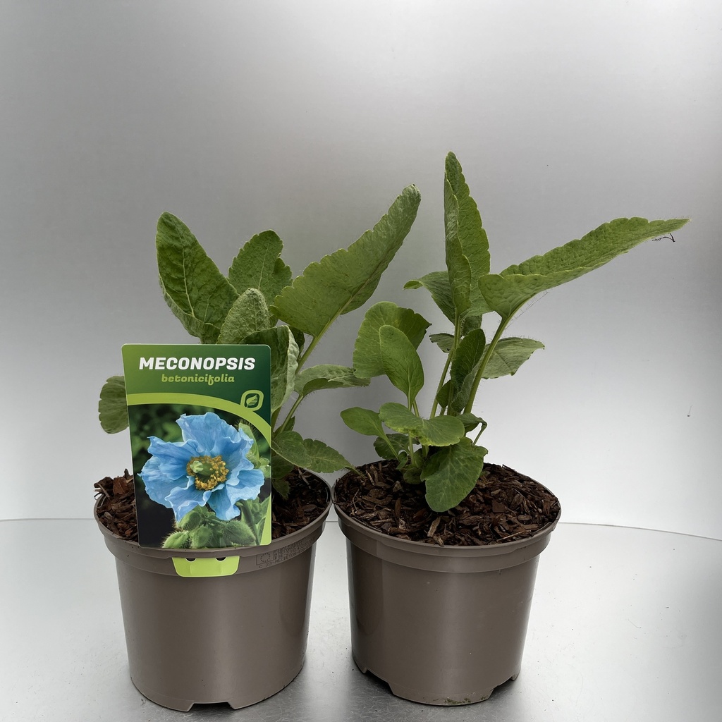 [MECBETON-C2] Meconopsis betonicifolia