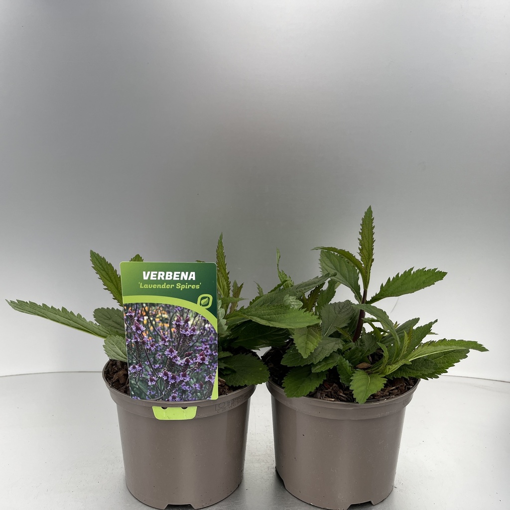 [VERLSPIR-C2] Verbena Lavender Spires