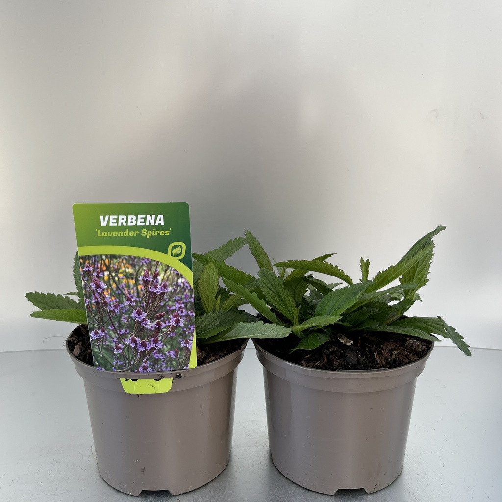 [VERLSPIR-C2] Verbena Lavender Spires